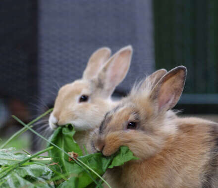 haustier kaninchenfutter banner c